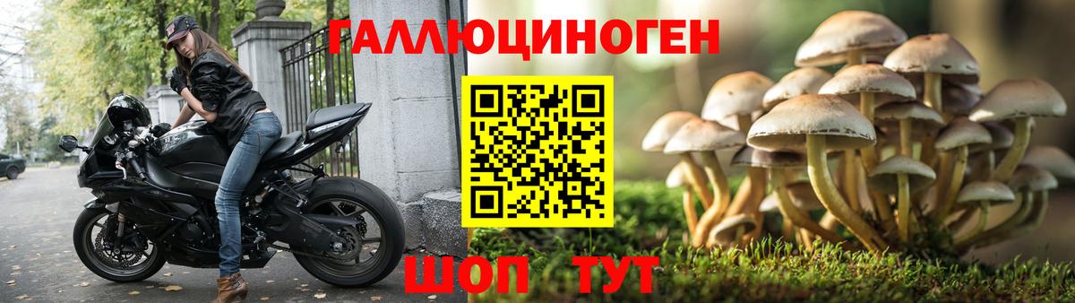 Псилоцибиновые грибы Psilocybe Александров